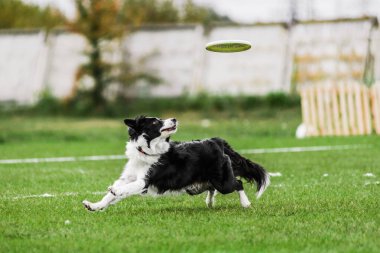 Sınır çoban köpeği uçan disk yakalamak için yükseğe atlamaya hazır, yaz açık hava köpek sporları yarışması