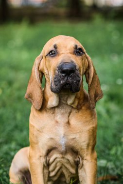 Şirin Fila Brasileiro (Brezilyalı Mastiff) yeşil yaz çimlerinde oturan köpek yavrusu