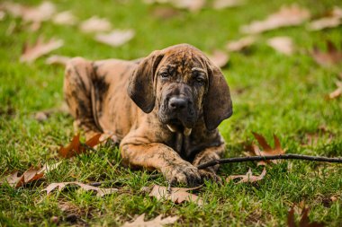 Şirin Fila Brasileiro (Brezilyalı Mastiff) brindle rengi köpek yavrusu çiğneme çubuğu