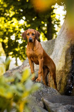 Güzel manzara Rock'ta üzerinde özenli Rodezya Ridgeback duran