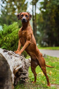 Çok güzel Rodezya Ridgeback dikey doğa sahnesinde