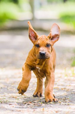 Komik yüzlü Fila Brasileiro (Brezilyalı Mastiff) kulakları havada köpek resmi
