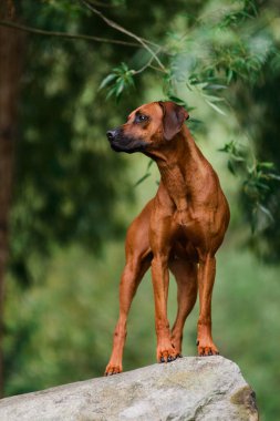 Güzel manzara Rock'ta üzerinde özenli Rodezya Ridgeback duran