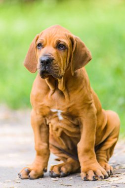 Şirin Fila Brasileiro (Brezilyalı Mastiff) yeşil yaz çimlerinde oturan köpek yavrusu