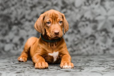 Gri çiçekli arka planda yatan sevimli rodezyalı yavru köpek.