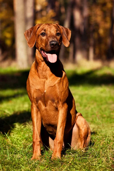 Adorável Rhodesian Ridgeback Retrato Cena Natureza — Fotografia de Stock