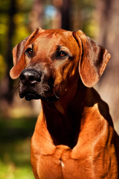 Adorable Rhodesian Ridgeback Portrait Nature Scene — Stock Photo, Image