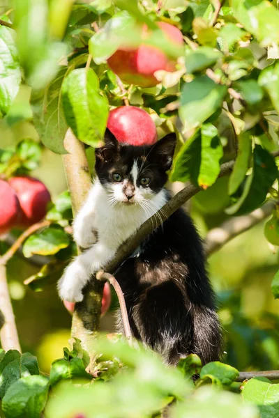 Cute funny curious kitten cat climbing tree ready to jump