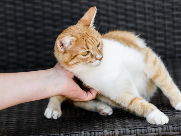 所有者抱っこふわふわ赤い猫ベンチに横たわって — ストック写真