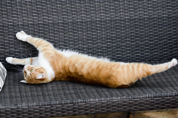 红猫沉溺于幸福中 享受躺在长凳上 — 图库照片