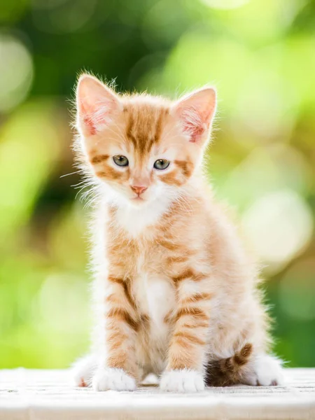 艳阳高照的夏季自然背景下可爱 嬉闹的红色橙色绒毛小猫的画像 — 图库照片