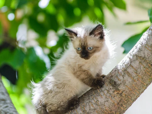 かわいい面白い好奇心子猫猫は晴れた夏の日に庭で木に登る — ストック写真