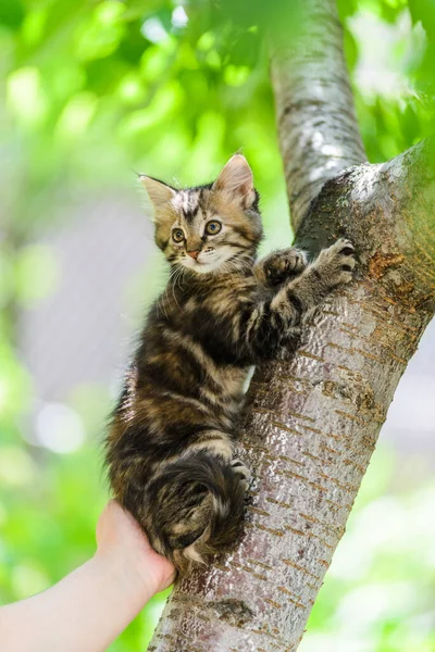 Cute Funny Curious Kitten Cat Climbing Tree Garden Sunny Summer — Stock Photo, Image