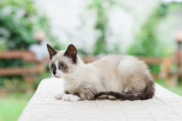 可愛いです白とグレーの子猫猫の肖像 キャッチ — ストック写真