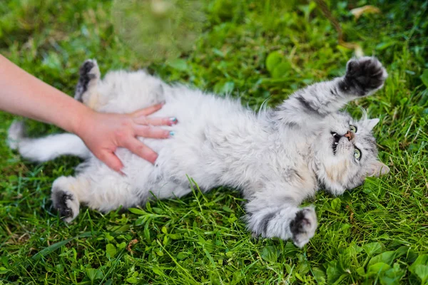 可爱的灰毛茸茸的傻脸猫躺在草地上玩耍 — 图库照片