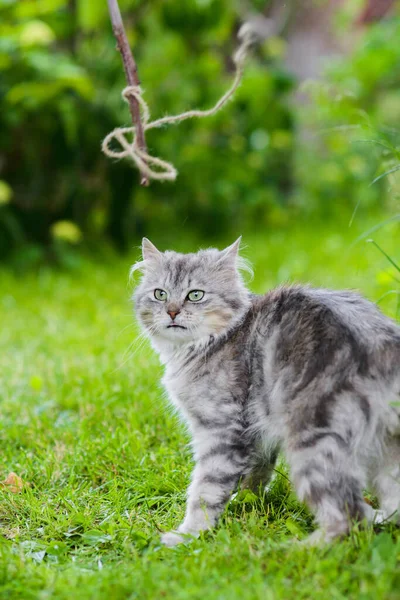 Şirin Gri Tüylü Aptal Yüzlü Kedi Çimlerin Üzerinde Oyuncak Kovalıyor — Stok fotoğraf
