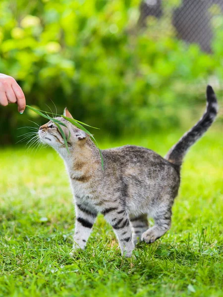 Şirin Gri Güzel Kedi Otların Üzerinde Efendisiyle Oynuyor — Stok fotoğraf