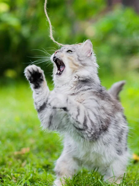 可爱的灰绒毛傻脸猫在草地上玩耍攻击玩具跳跃 — 图库照片