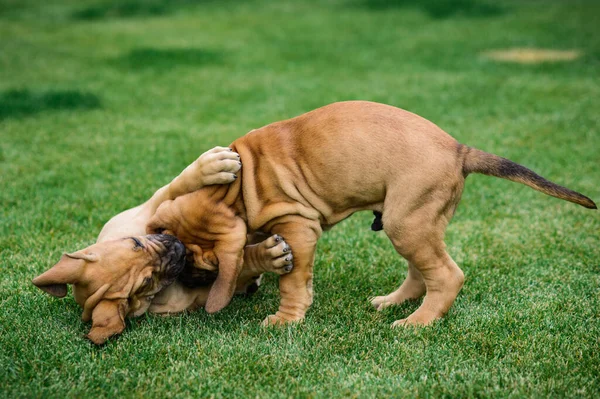 つのフィラ ブラジレイロ ブラジル マスティフ 子犬が芝生で遊んで — ストック写真