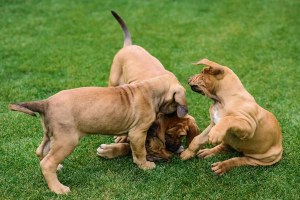 Quatro Filhotes Fila Brasileiro Mastim Brasileiro Brincando Grama — Fotografia de Stock