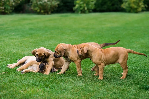 Quatro Filhotes Fila Brasileiro Mastim Brasileiro Brincando Grama — Fotografia de Stock