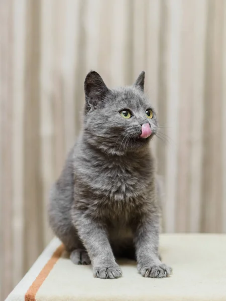 可愛いですグレー子猫猫の肖像食欲をもって口をなめる — ストック写真