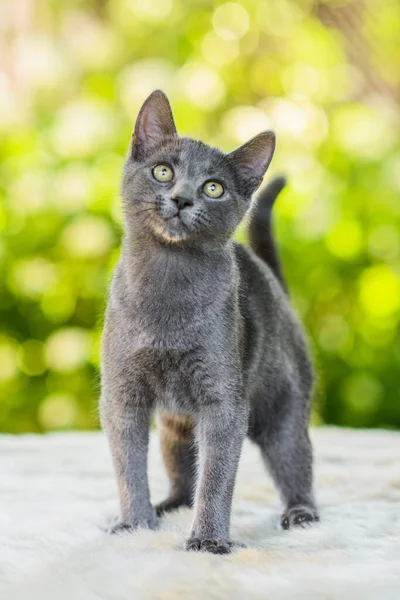 Yakından bakmak isteyen sevimli gri Rus kedi yavrusunun portresi.