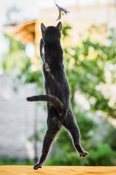 かわいいですロシアの青かわいいです猫狩り追いかけて羽のおもちゃジャンプ高い — ストック写真