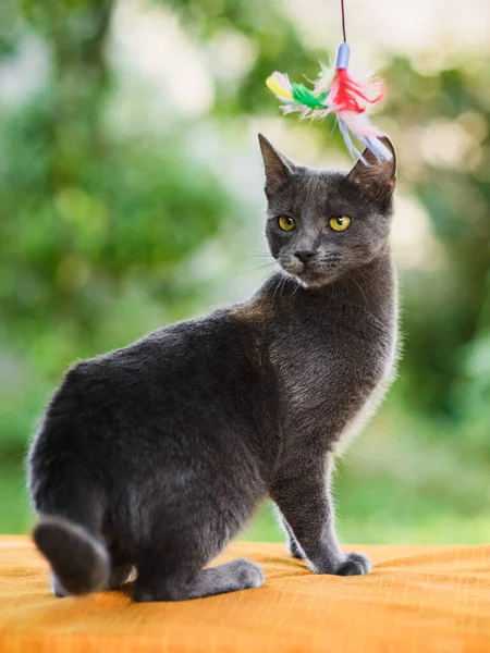 かわいいです失望した灰色のロシアの青い猫の肖像 キャッチ — ストック写真