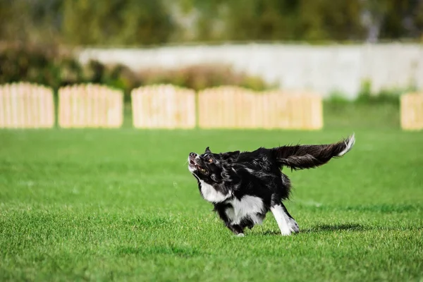 空飛ぶ円盤をキャッチするために高ジャンプする準備ができて国境コリー 夏の屋外犬スポーツ競技会 — ストック写真