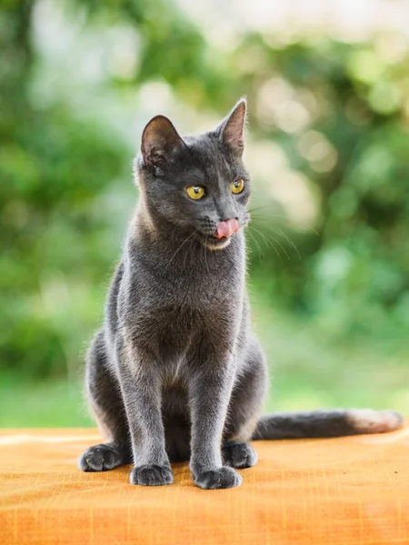 ポートレートのかわいいですグレーロシアの青猫なめるその鼻とともに舌 — ストック写真