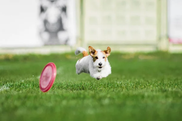 Drôle Visage Jack Russel Terrier Courir Pour Rouler Disque Volant — Photo