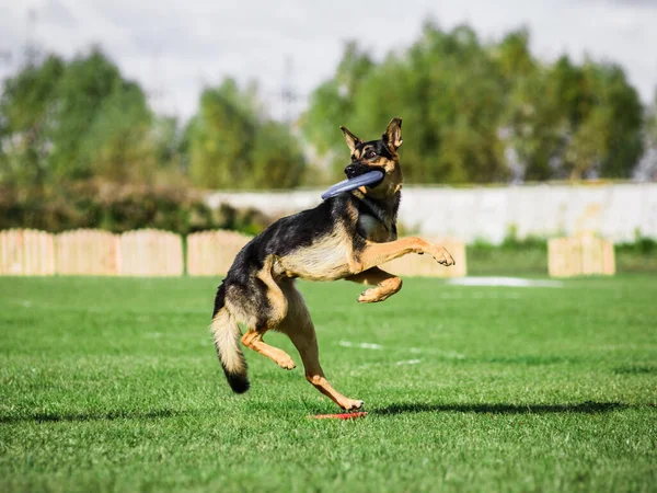 Alman Çoban Köpeği Uçan Diski Yakalıyor Yaz Köpek Sporları Yarışması — Stok fotoğraf