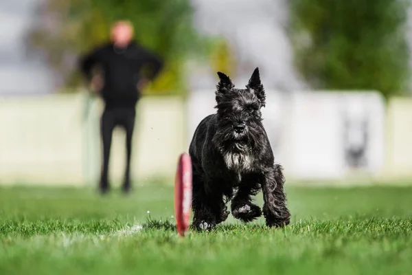 小型空飛ぶ円盤をキャッチしようとすると 開いて口 夏の屋外犬のスポーツ大会のために実行されているシュノーズ — ストック写真