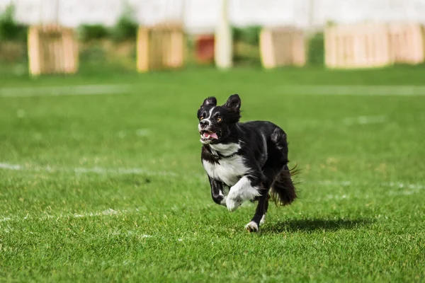 Border Collie Prêt Sauter Haut Pour Attraper Disque Volant Compétition — Photo