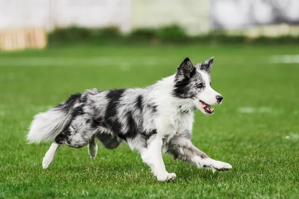 Frontière Collie Courir Pour Rouler Disque Volant Essayant Attraper Bouche — Photo