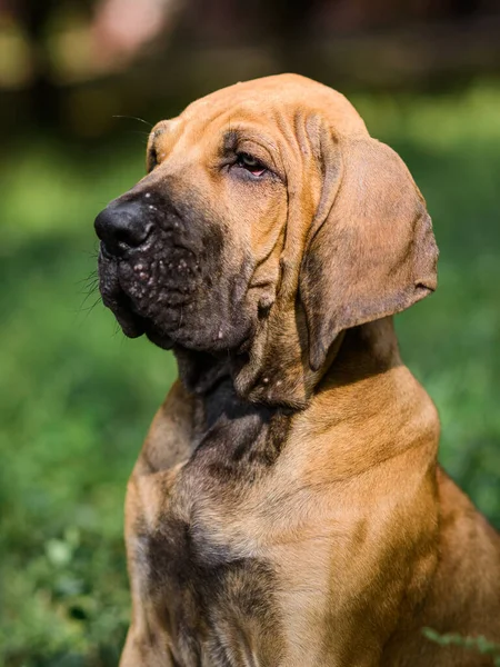 Fila Brasileiro Bonito Mastim Brasileiro Retrato Cachorro Grama Verão Verde — Fotografia de Stock