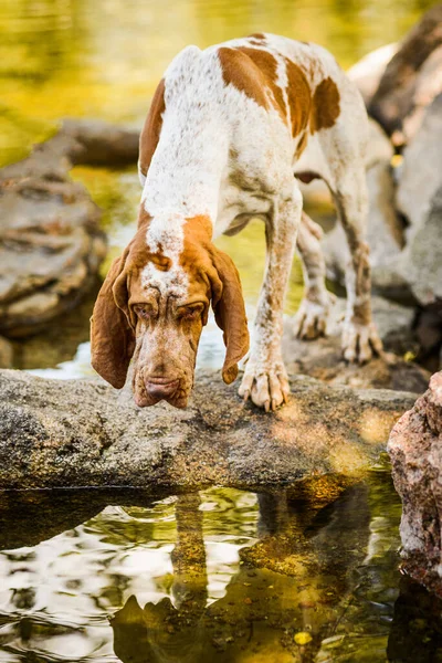 Linda Bracco Italiano Ponteiro Masculino Olhando Para Água — Fotografia de Stock