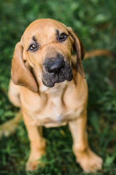 Fila Brasileiro Bonito Mastim Brasileiro Retrato Cachorro Grama Verão Verde — Fotografia de Stock