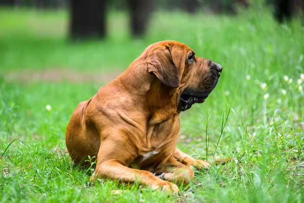 Adult Fila Brasileiro Brazilian Mastiff Dog Portrait Summer Forest Scene — Stock Photo, Image