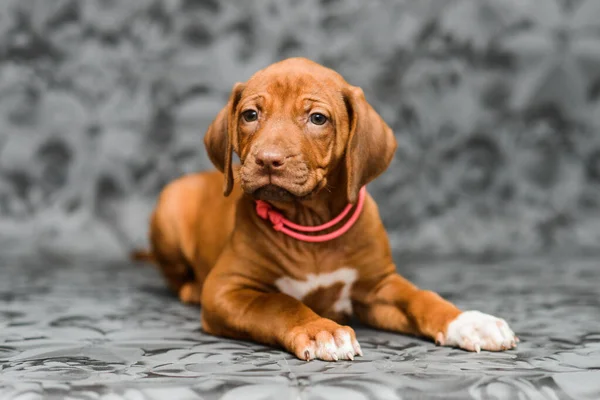 Gri çiçekli arka planda yatan sevimli rodezyalı yavru köpek.