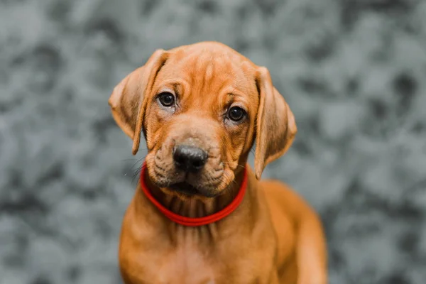 Bonito Rodesiano Ridgeback Cachorro Cão Close Retrato Cinza Floral Fundo — Fotografia de Stock
