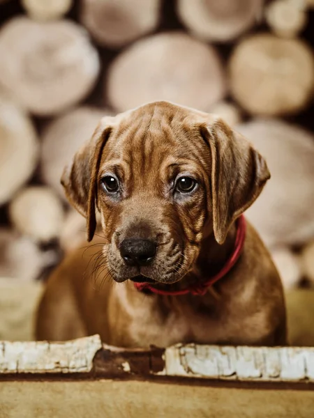 Cão Cachorro Bonito Rhodesian Ridgeback Sentado Caixa Madeira Fundo Madeira — Fotografia de Stock