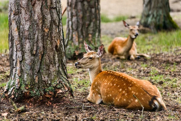 Två Fläckiga Rådjur Ligger Marken Skogen — Stockfoto