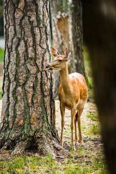 Unga Fläckiga Rådjur Står Bland Träd Skogen — Stockfoto