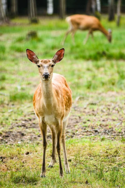 Unga Dapplade Rådjur Som Matar Gräset Ängen — Stockfoto