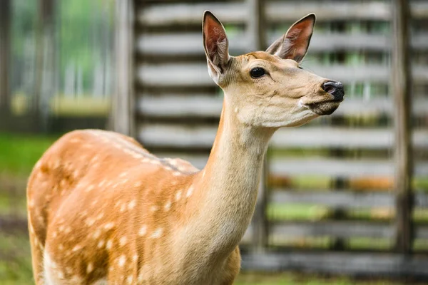 Zbliżenie Portret Młodego Dappled Jelenia Rezerwacie Parku Narodowego — Zdjęcie stockowe