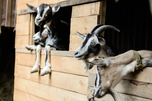 Portrét Mladých Koz Hledících Stáje Dřevem — Stock fotografie