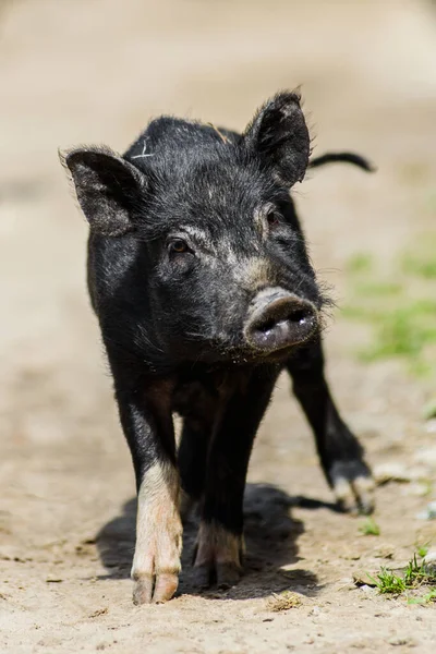 Bonito Jovem Peludo Preto Fazenda Porco Fazenda Campo — Fotografia de Stock