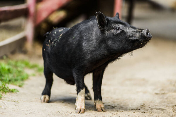 Cute young hairy black farm pig in farm at countryside